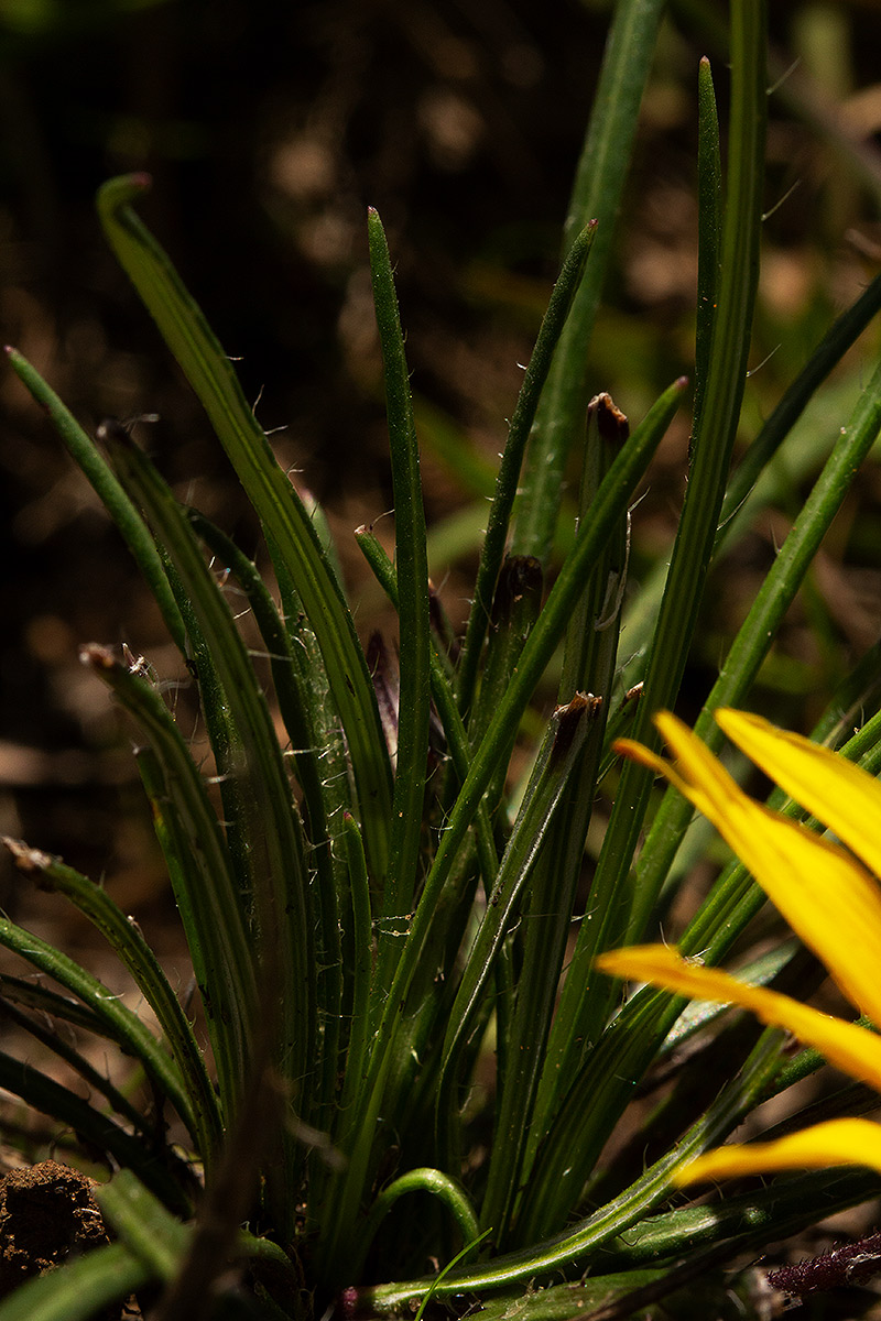 Hirpicium angustifolium