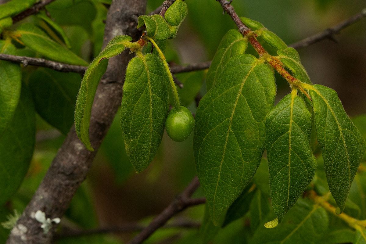 Rytigynia monantha var. monantha