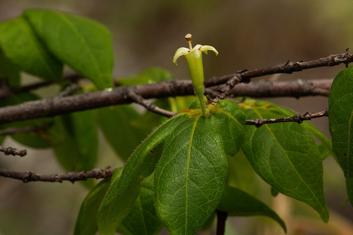 Rytigynia monantha var. monantha