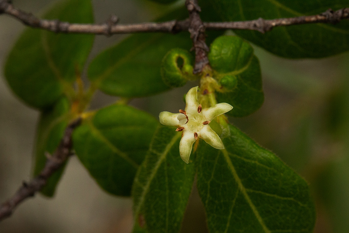 Rytigynia monantha var. monantha