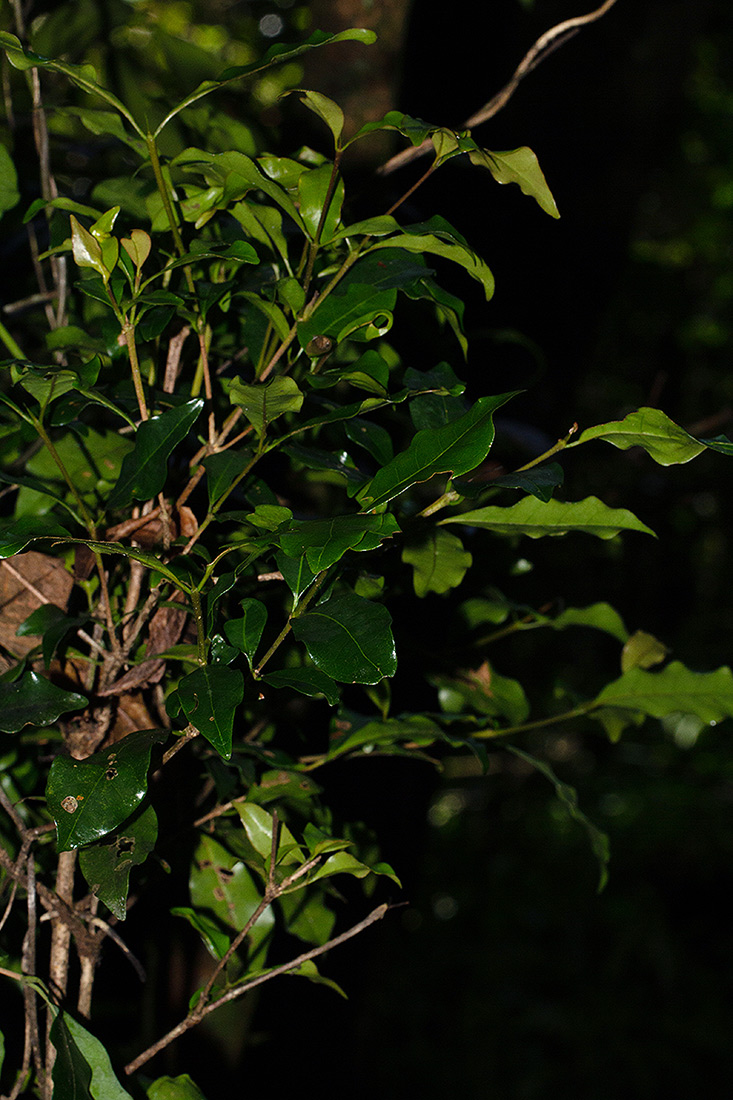 Coffea mufindiensis subsp. lundaziensis