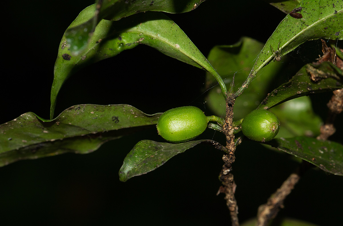 Coffea mufindiensis subsp. lundaziensis
