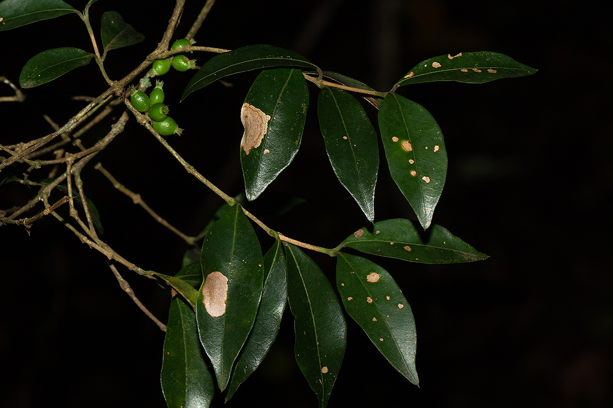 Tricalysia verdcourtiana
