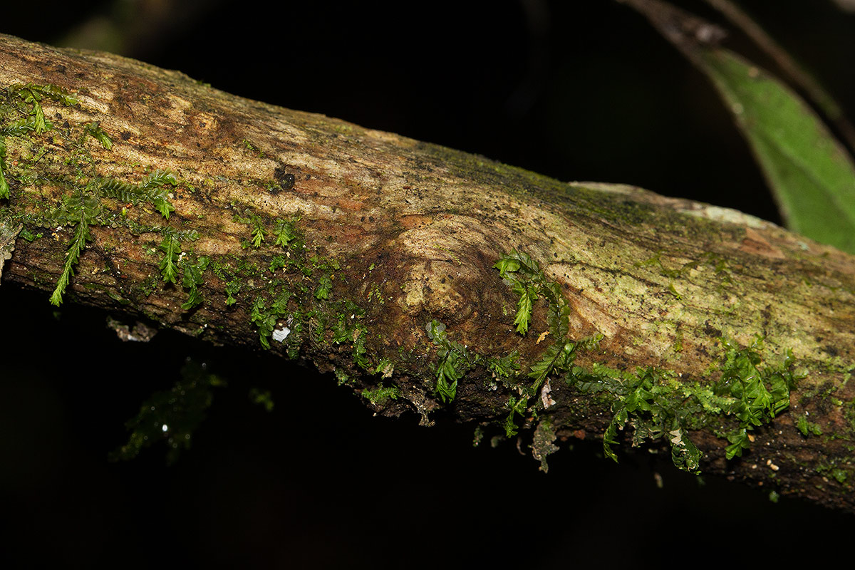 Tricalysia verdcourtiana