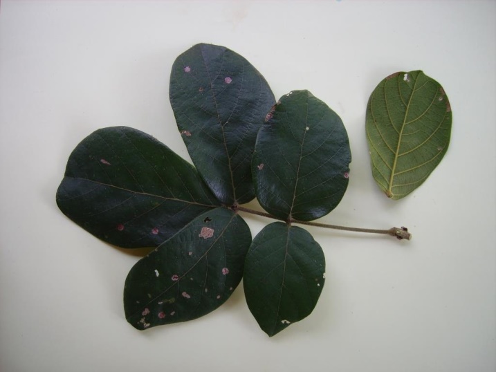 Leptoderris goetzei