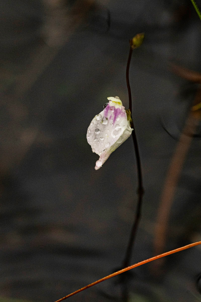 Utricularia pubescens Utricularia pubescens