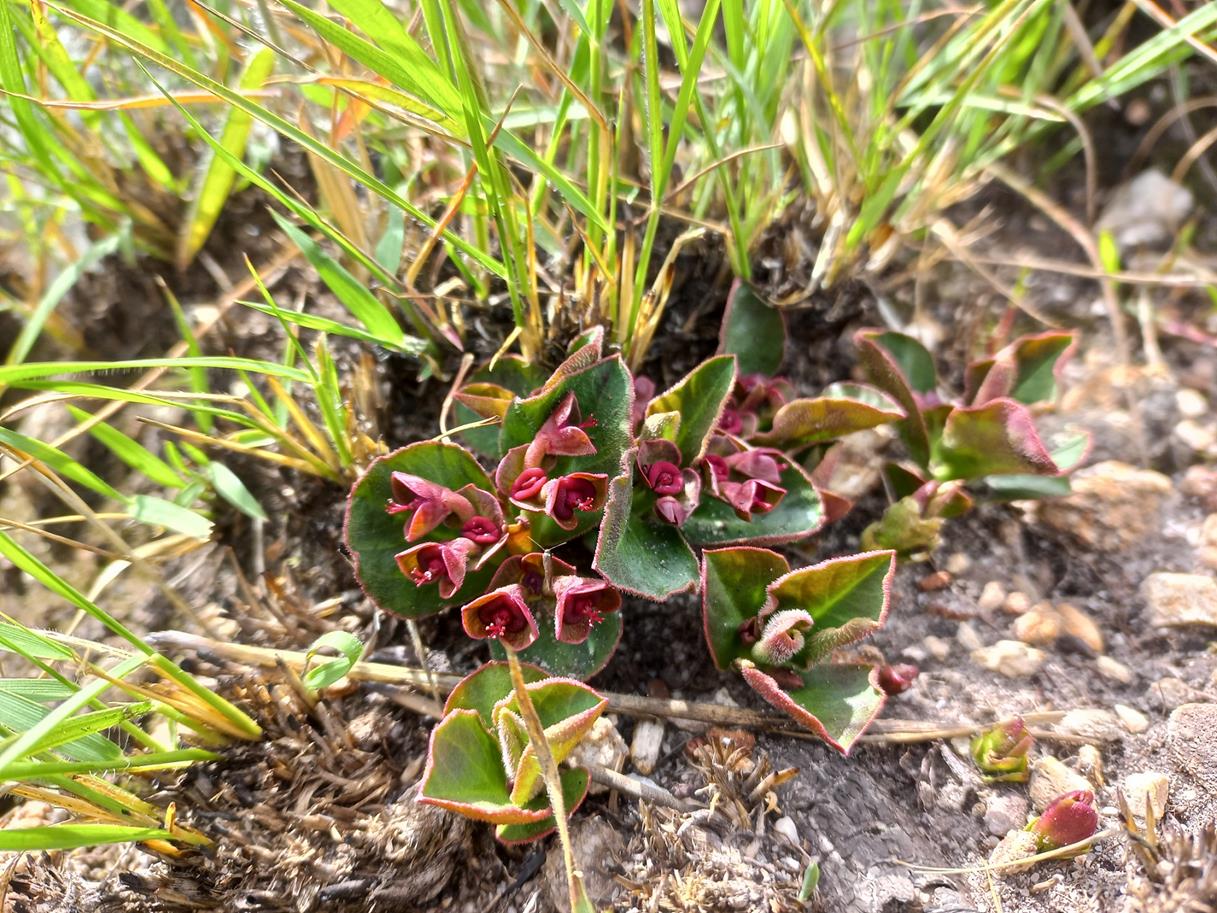 Monadenium mafingense