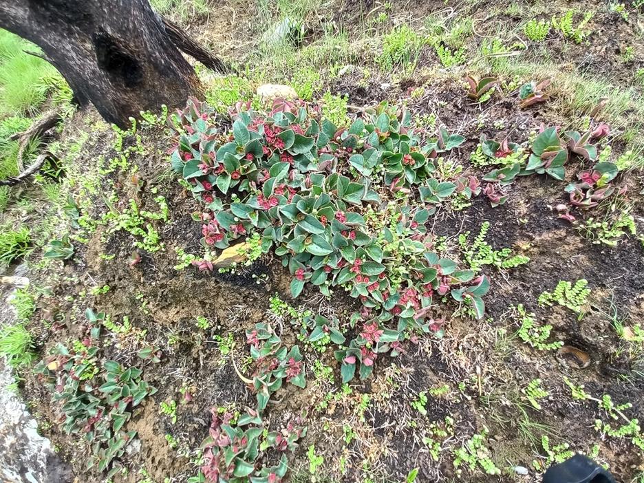 Monadenium mafingense