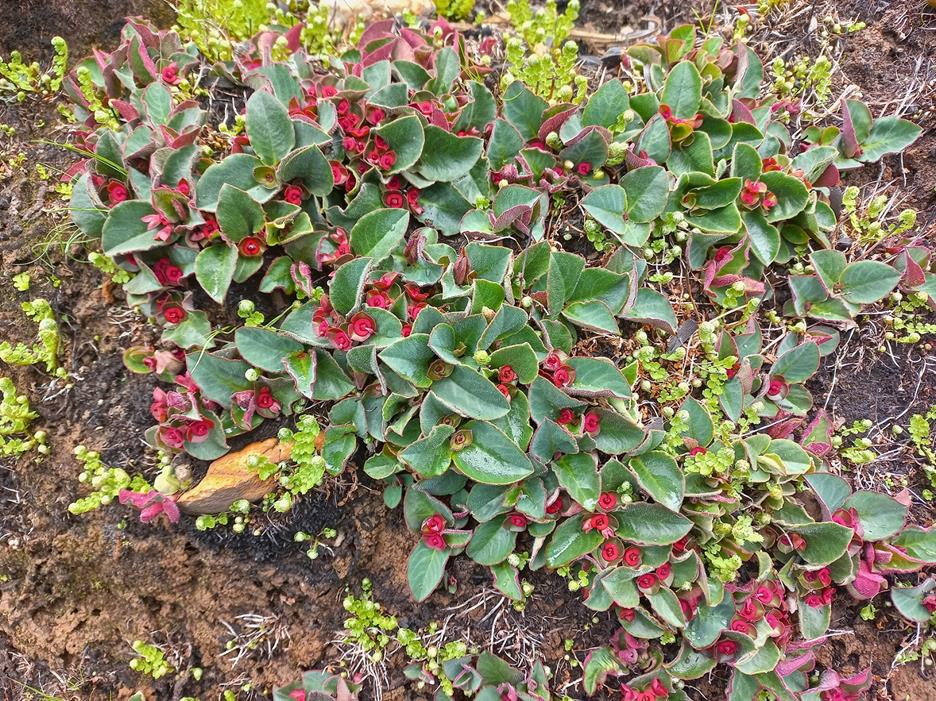 Monadenium mafingense