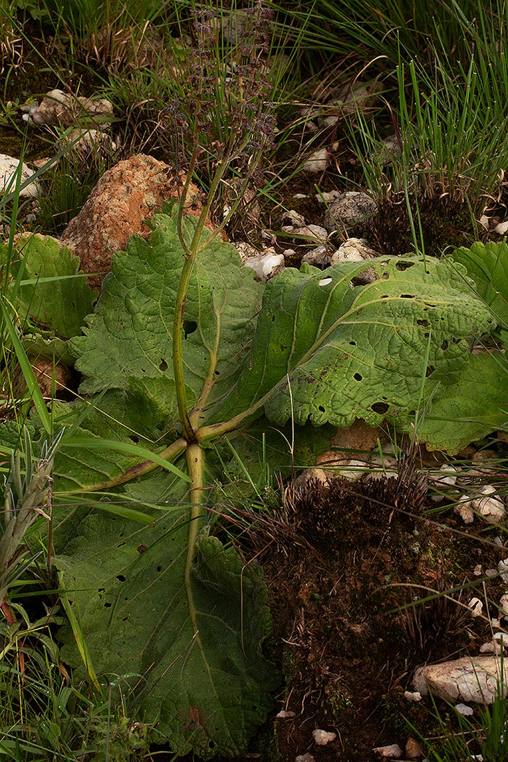 Equilabium acaule