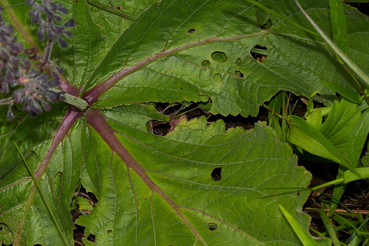 Equilabium acaule