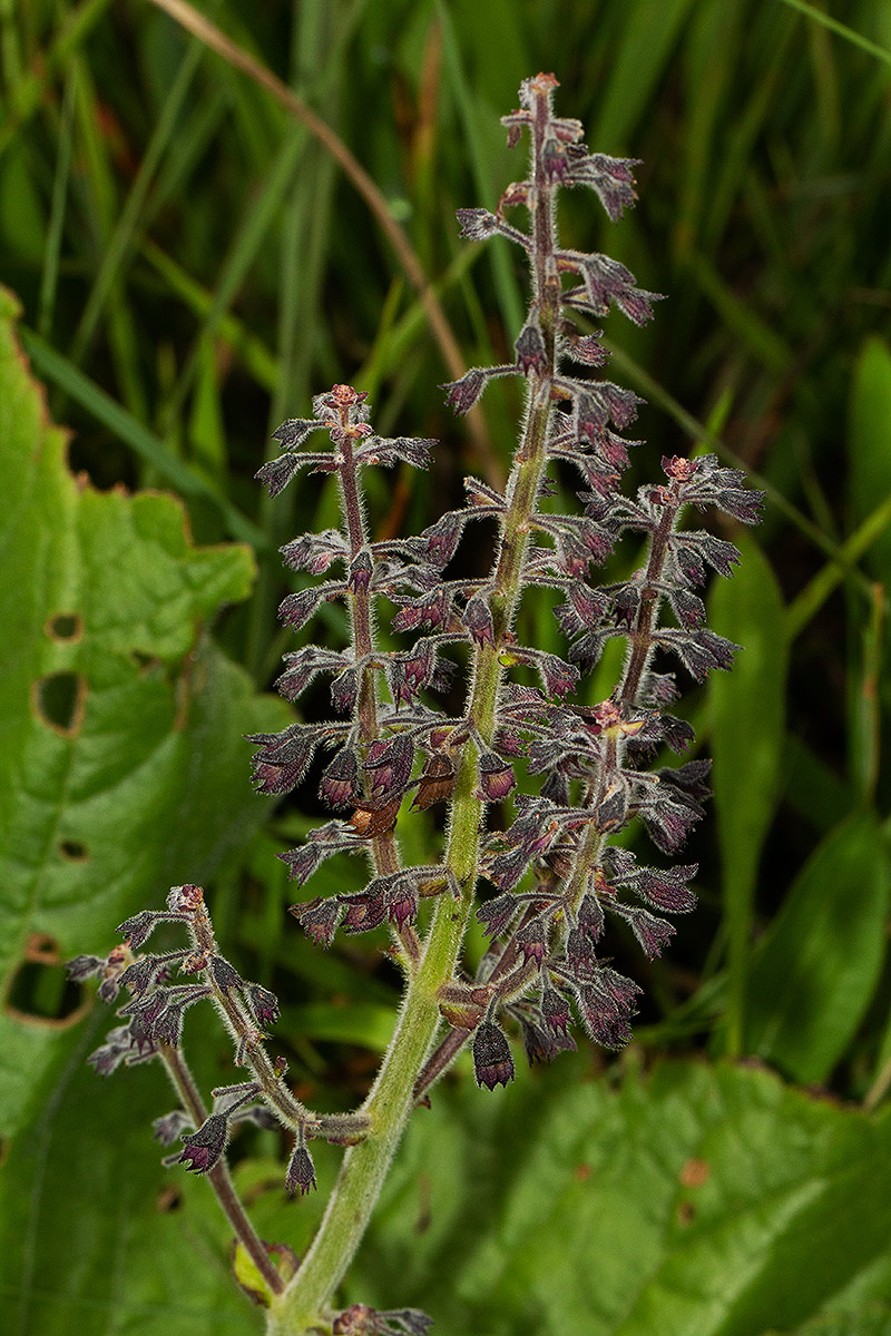 Equilabium acaule