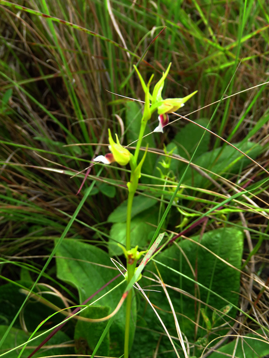 Neobolusia stolzii var. stolzii