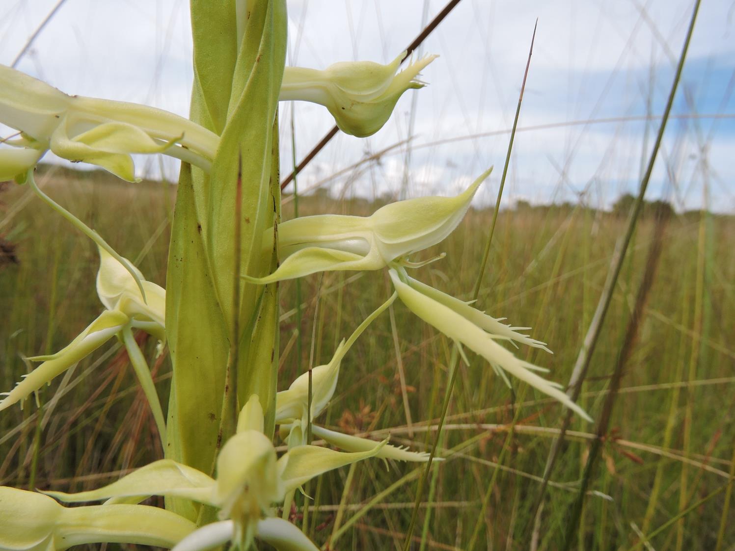 Centrostigma clavatum