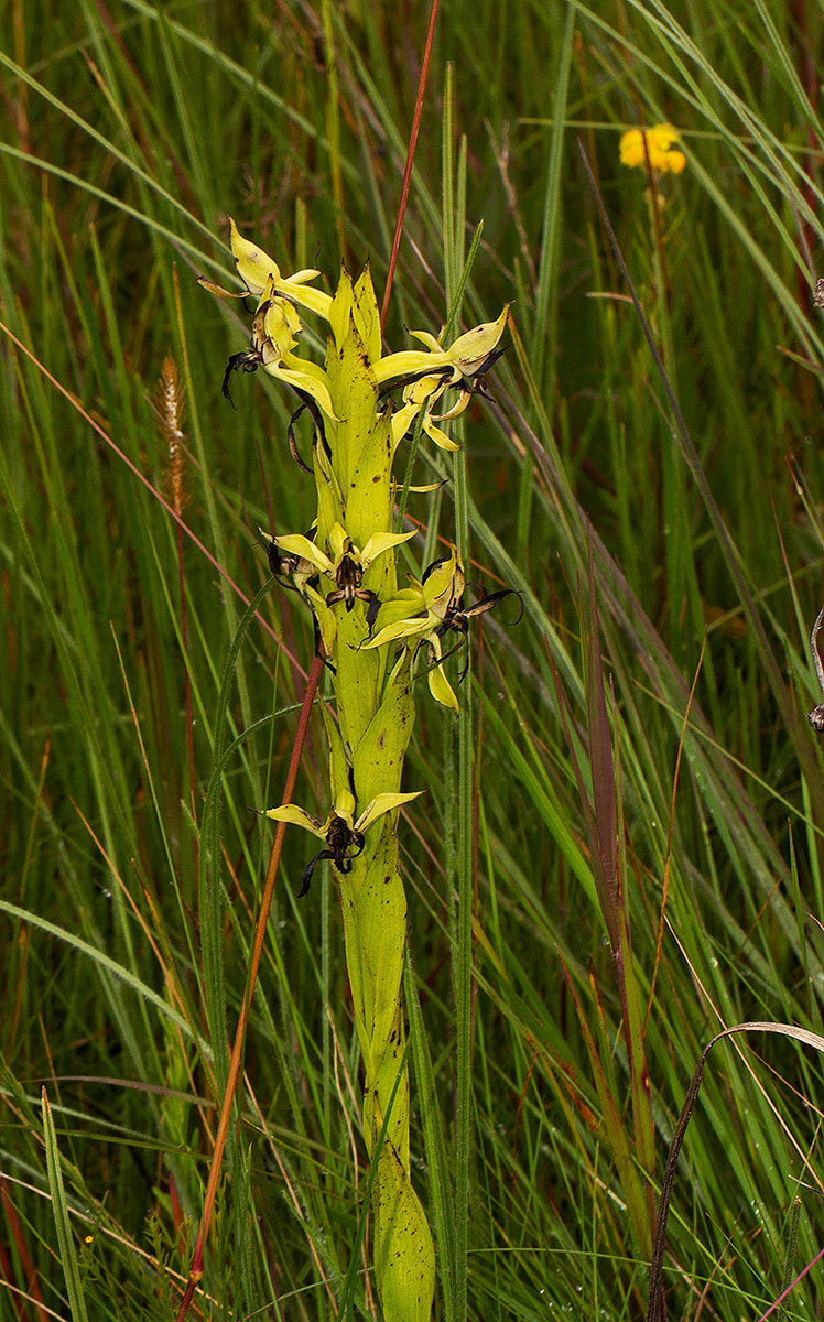Centrostigma clavatum