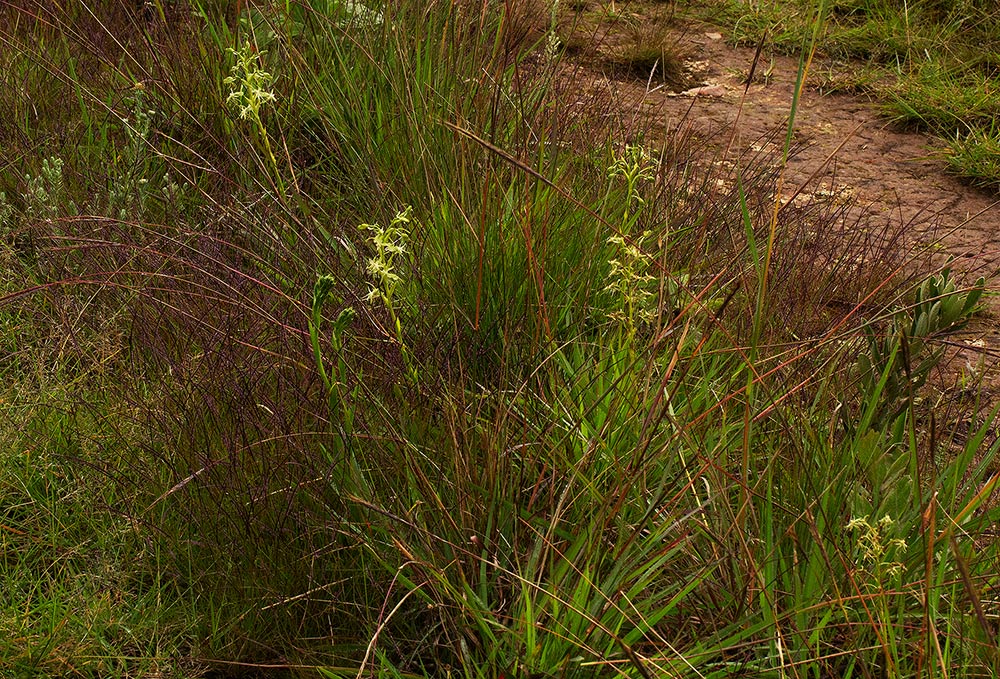 Habenaria petraea