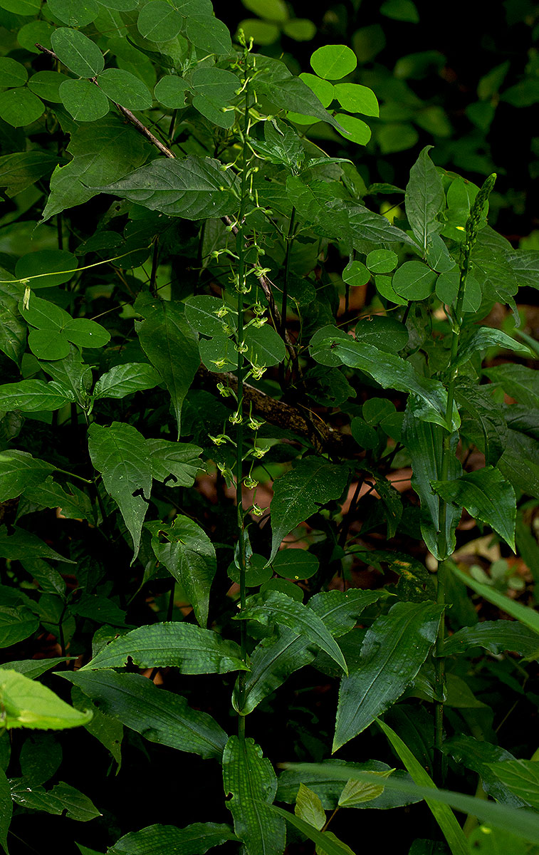 Habenaria pubidens