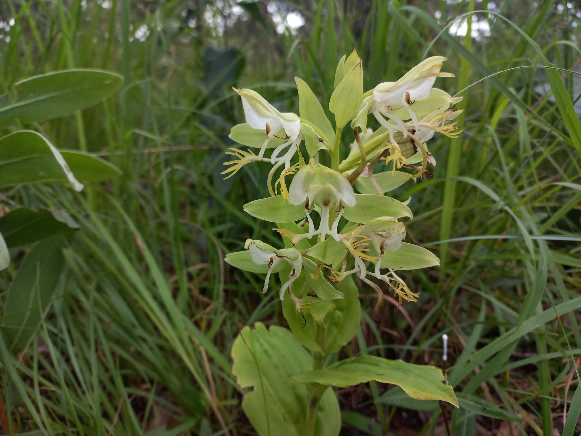 Habenaria splendens