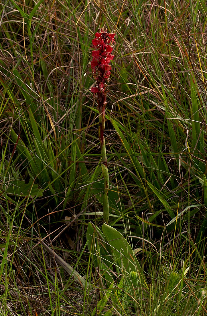 Satyrium monadenum