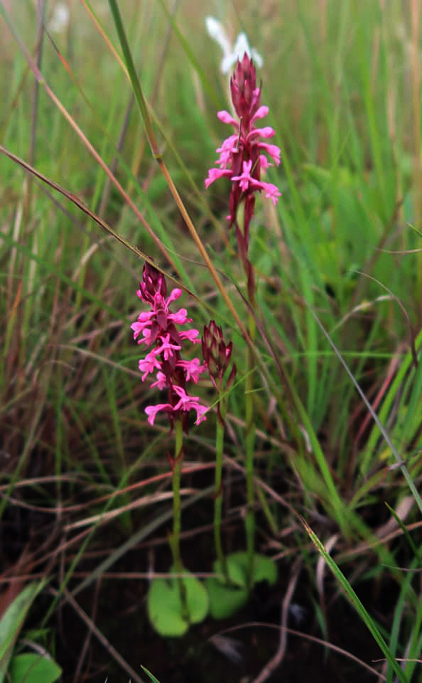 Satyrium rhynchanthoides