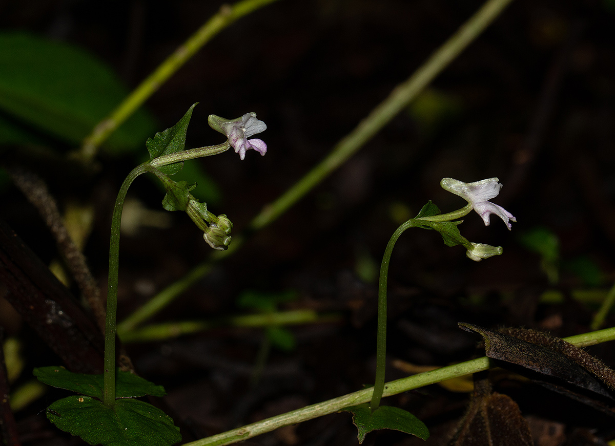 Disperis aphylla subsp. bifolia
