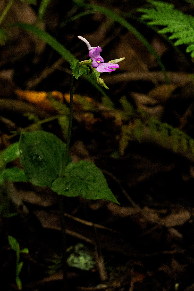 Disperis bifida