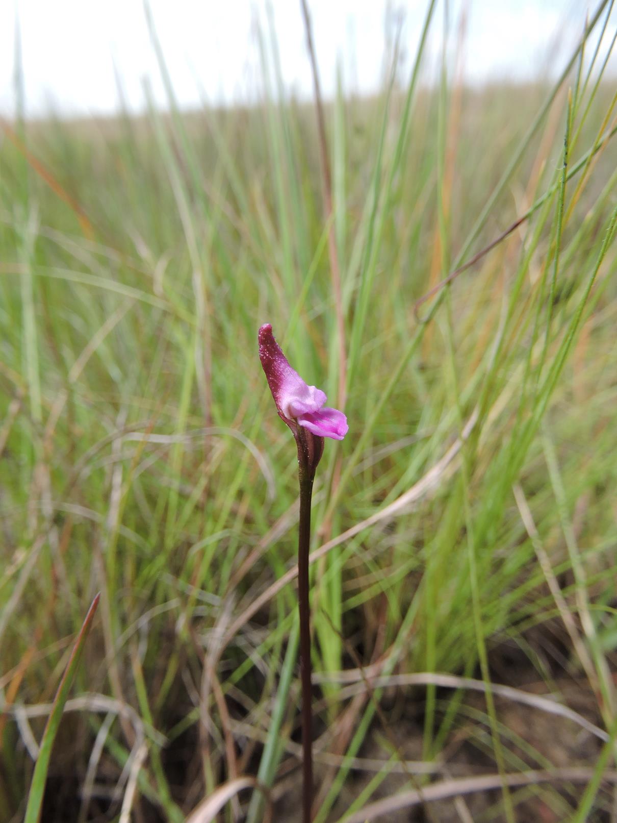 Disperis breviloba