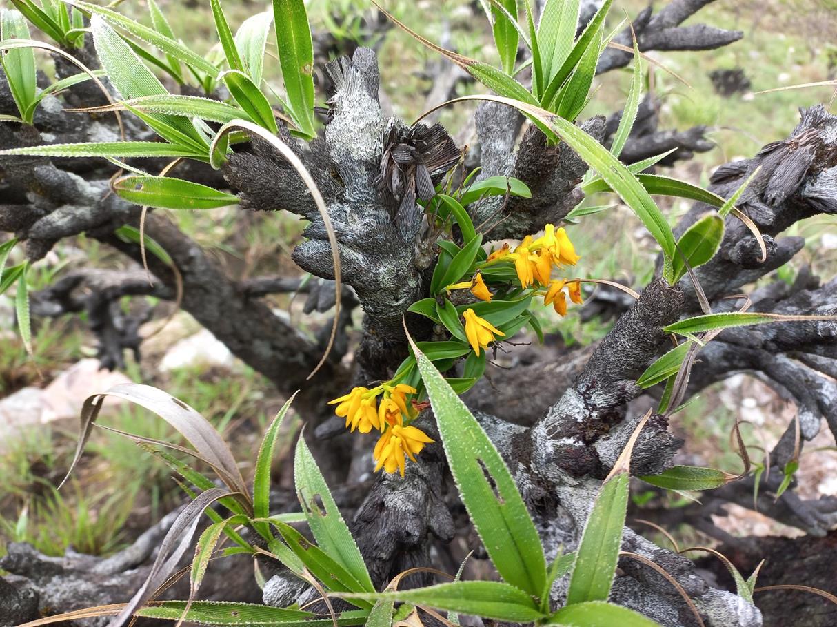 Polystachya mafingensis