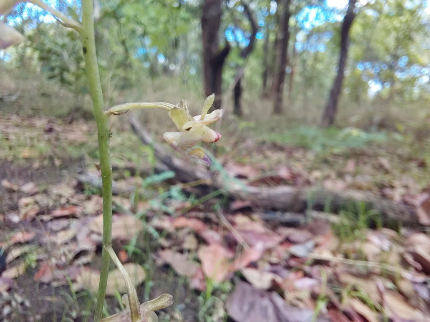 Eulophia arenicola Eulophia arenicola