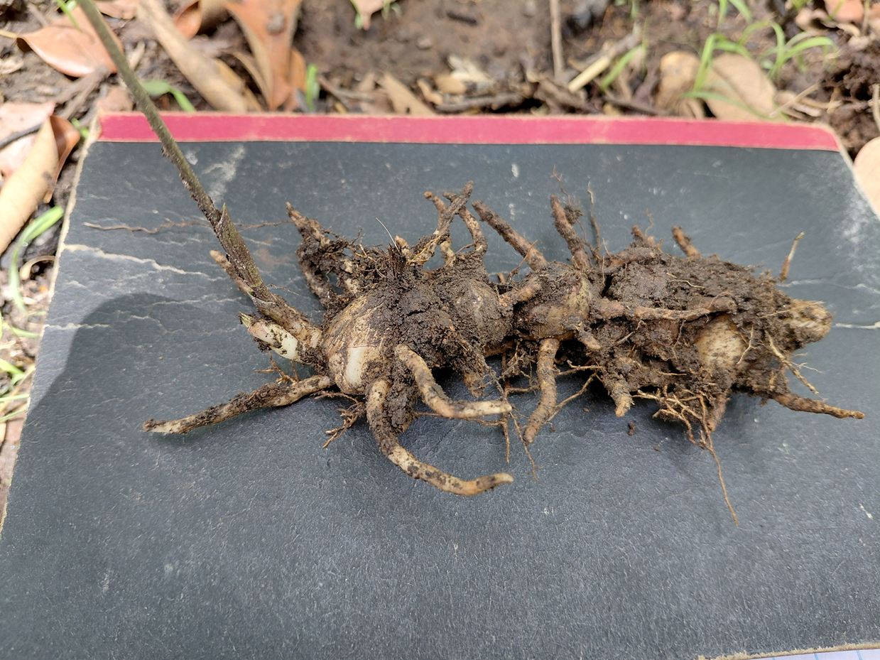 Eulophia arenicola Eulophia arenicola