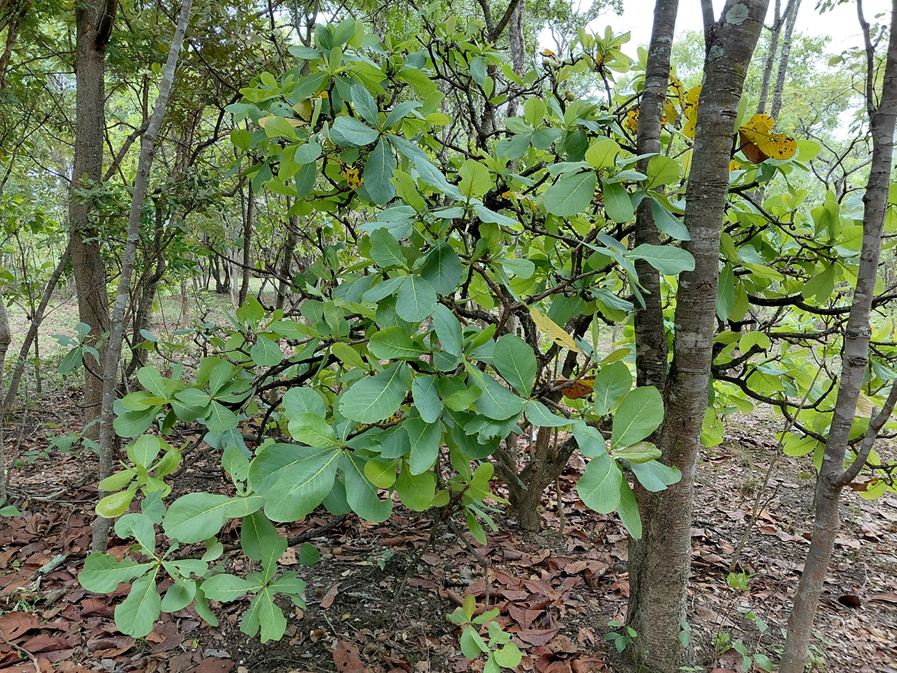 Uapaca pilosa var. pilosa