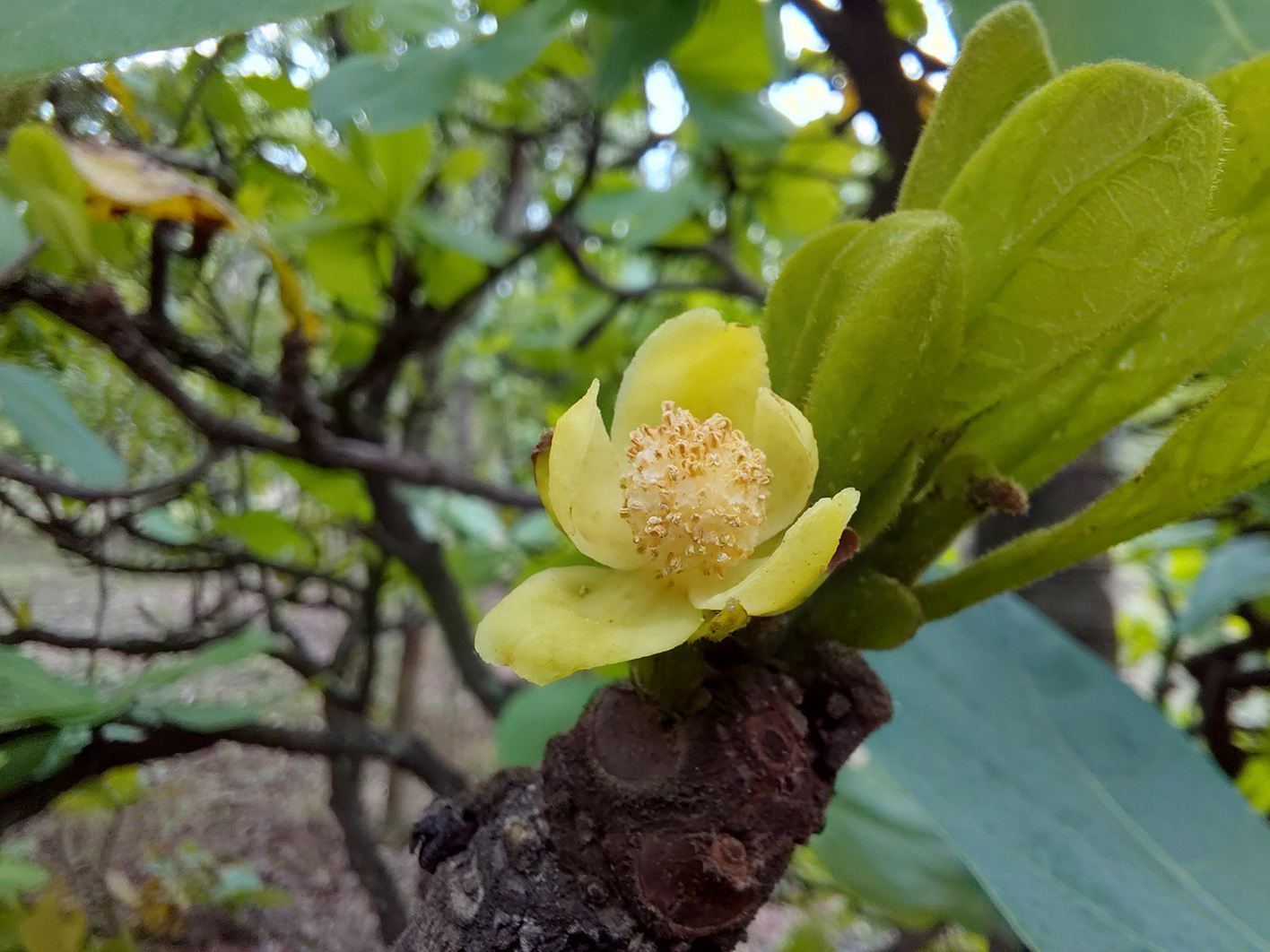 Uapaca pilosa var. pilosa