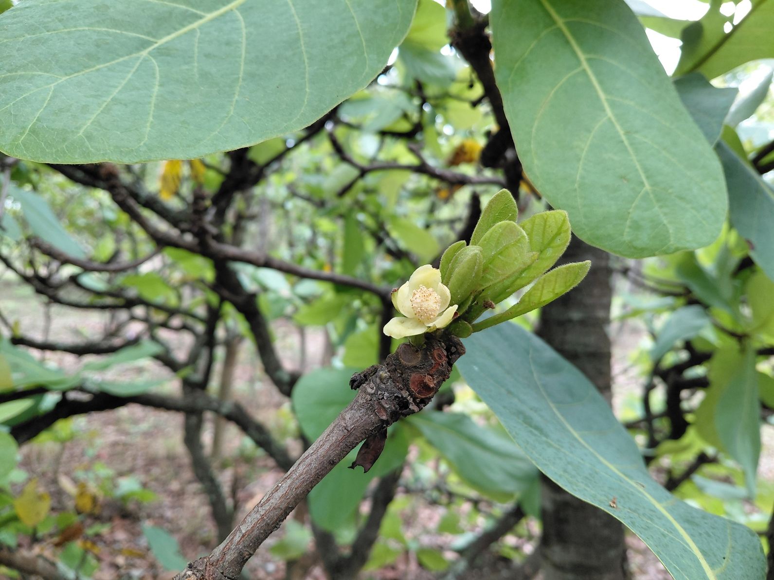 Uapaca pilosa var. pilosa