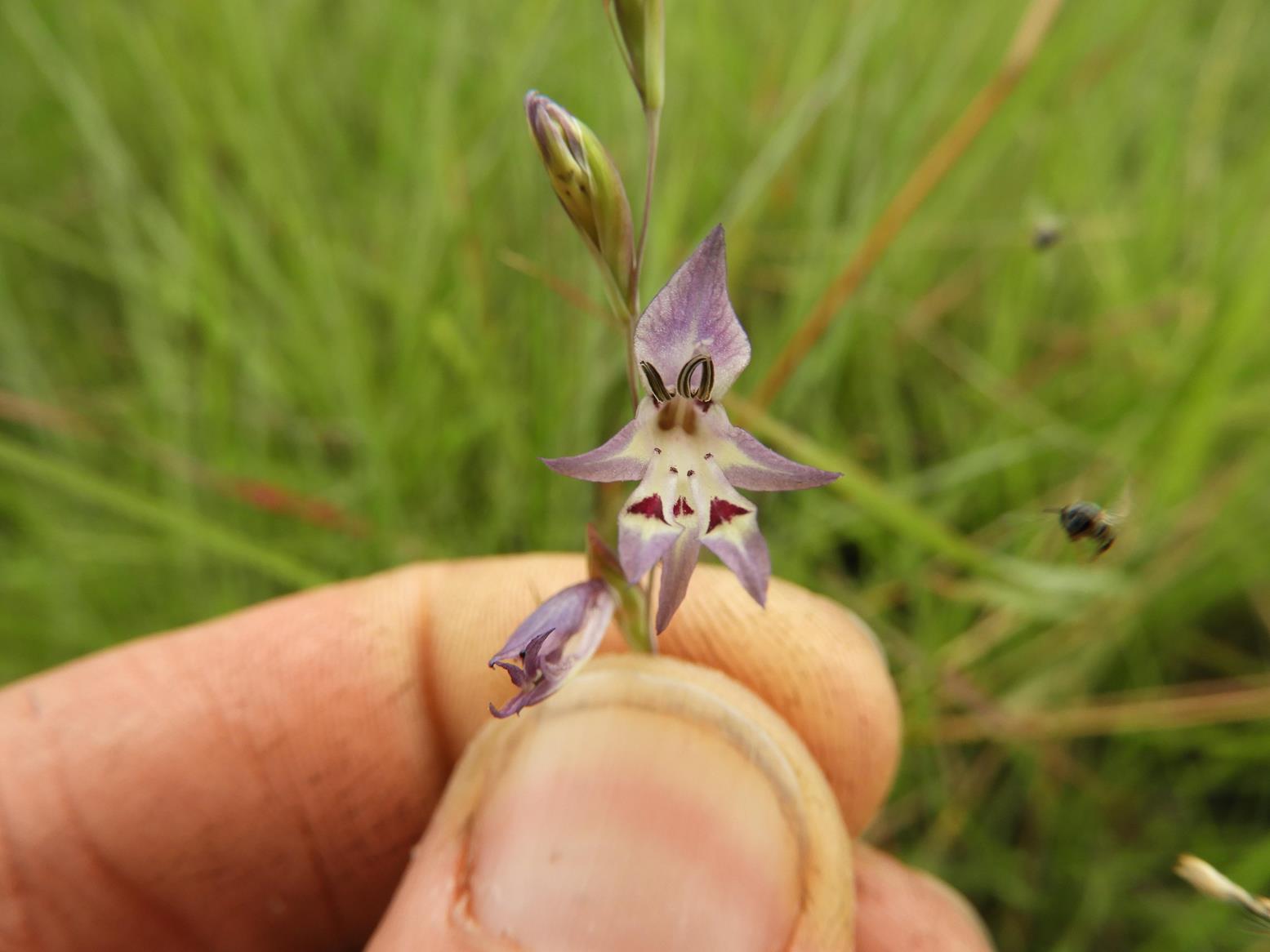 Gladiolus gracillimus