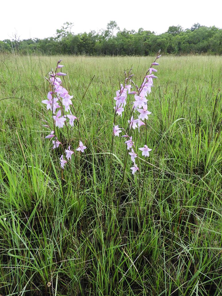 Gladiolus laxiflorus