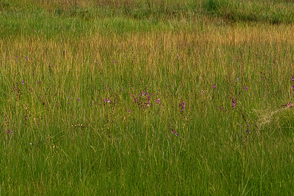 Gladiolus laxiflorus Gladiolus laxiflorus