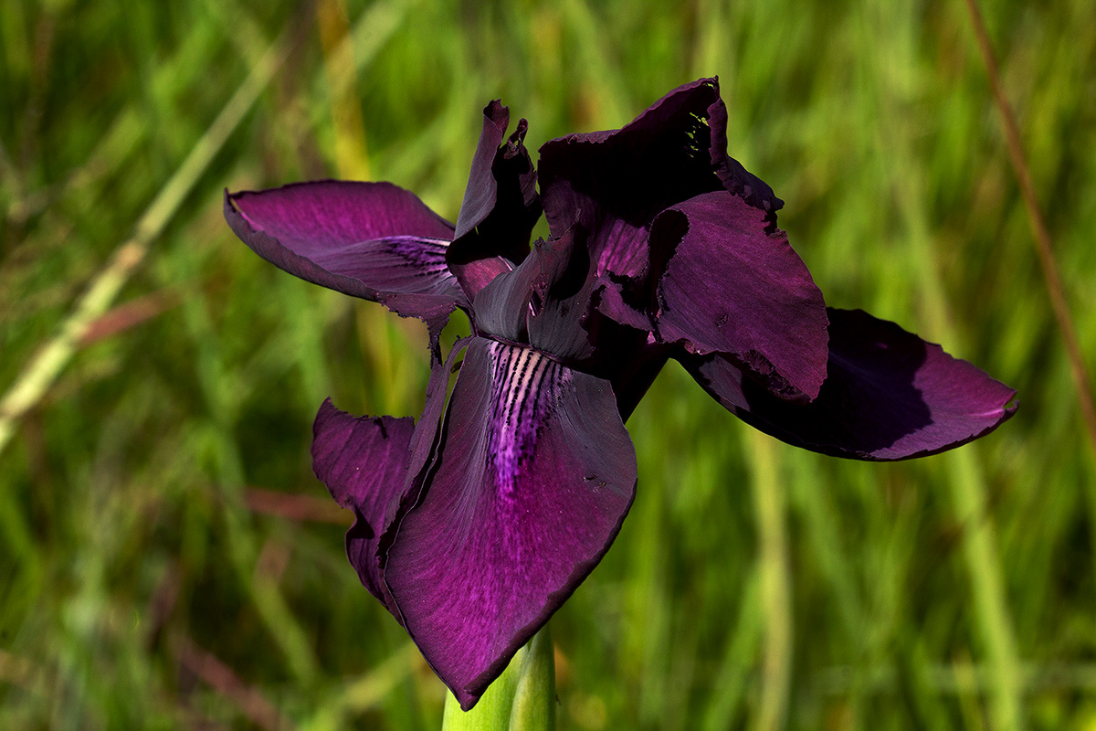 Moraea macrantha