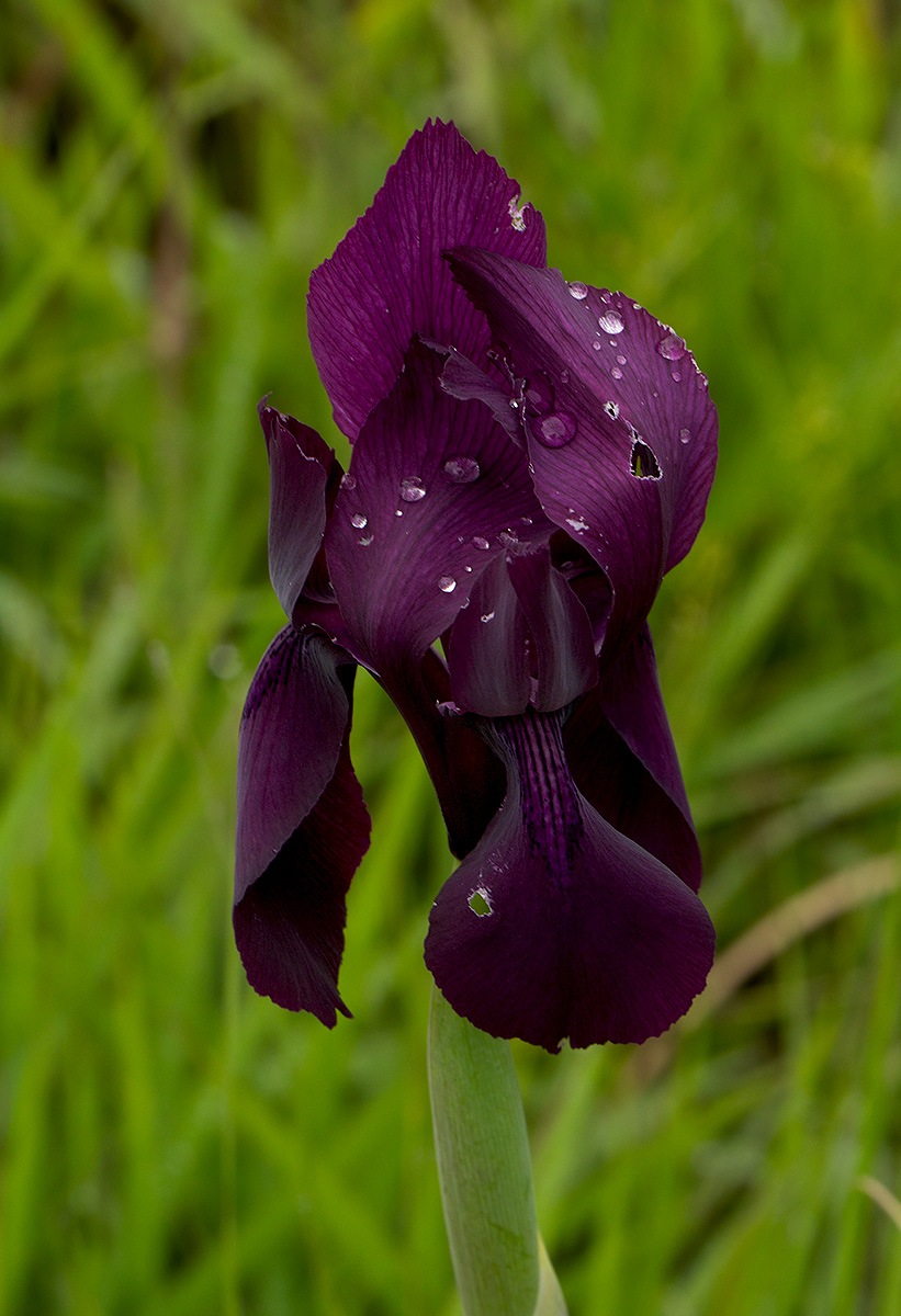Moraea macrantha