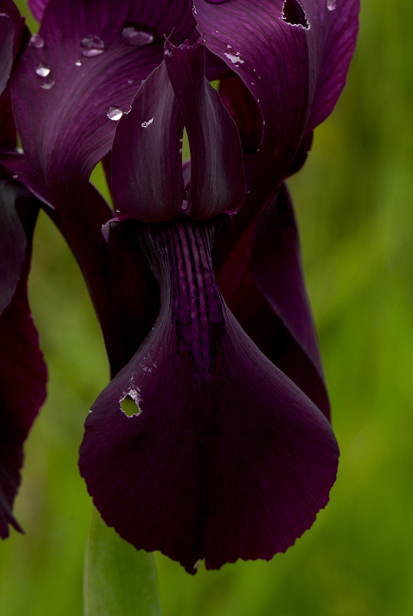 Moraea macrantha