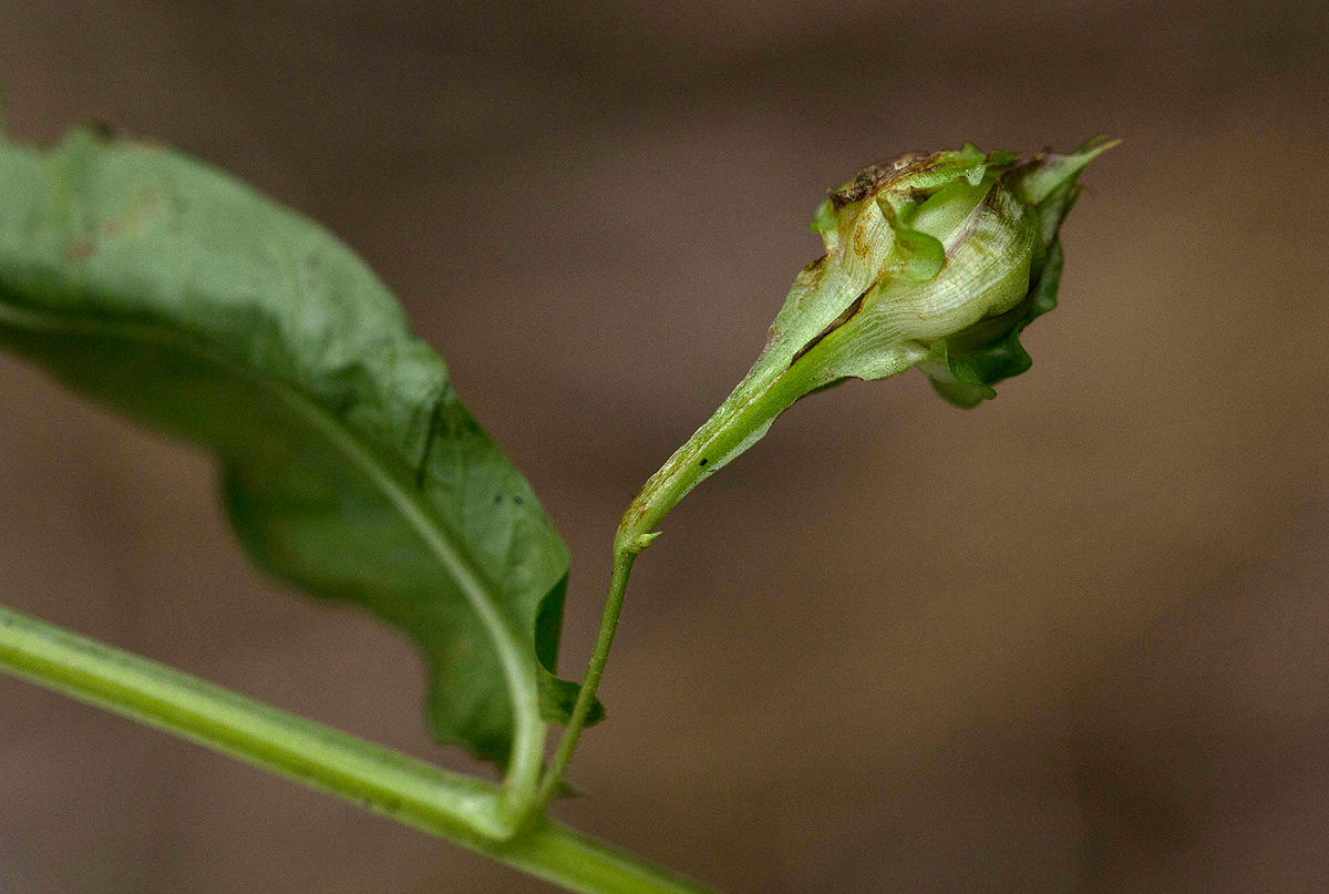 Merremia tridentata subsp. alatipes