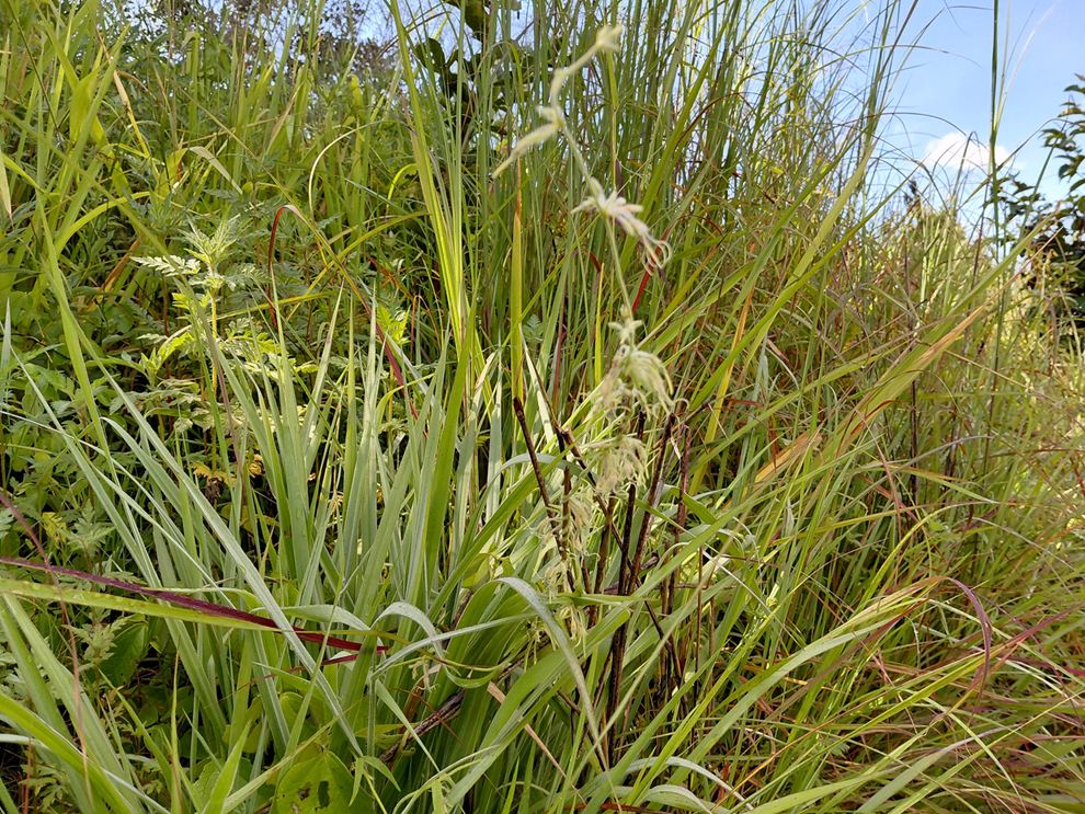Ceropegia ringoetii Ceropegia ringoetii