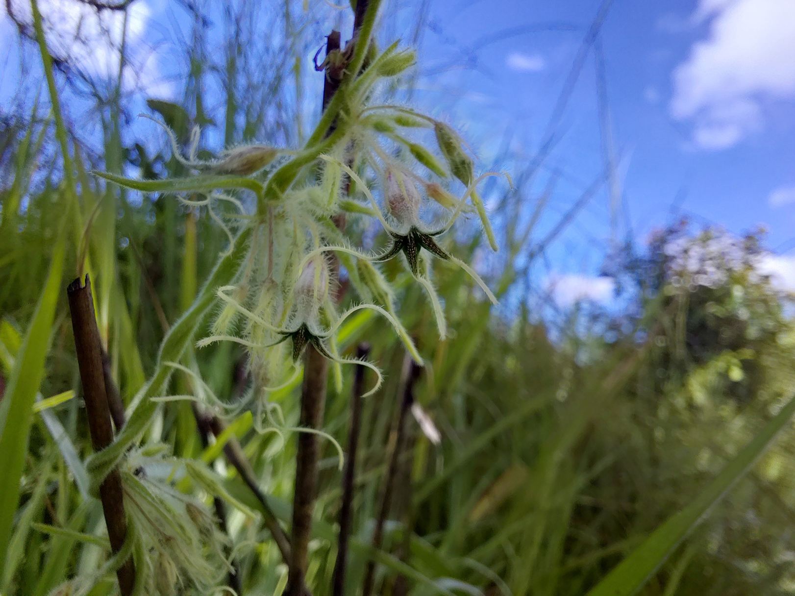 Ceropegia ringoetii Ceropegia ringoetii