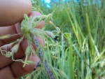 Ceropegia ringoetii