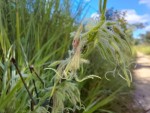 Ceropegia ringoetii