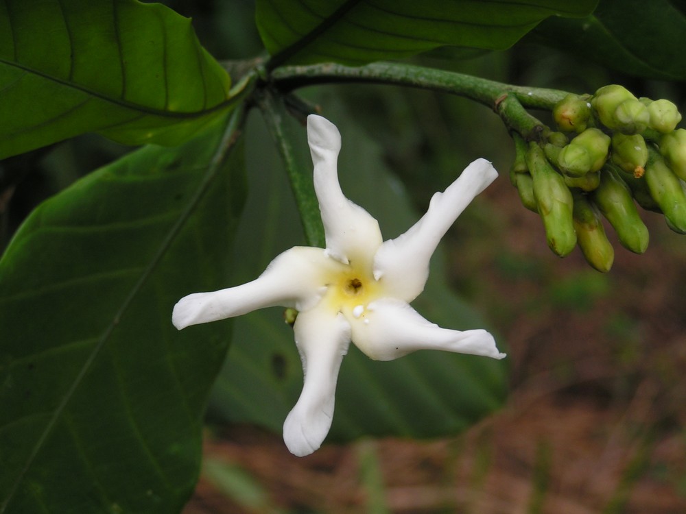 Tabernaemontana pachysiphon