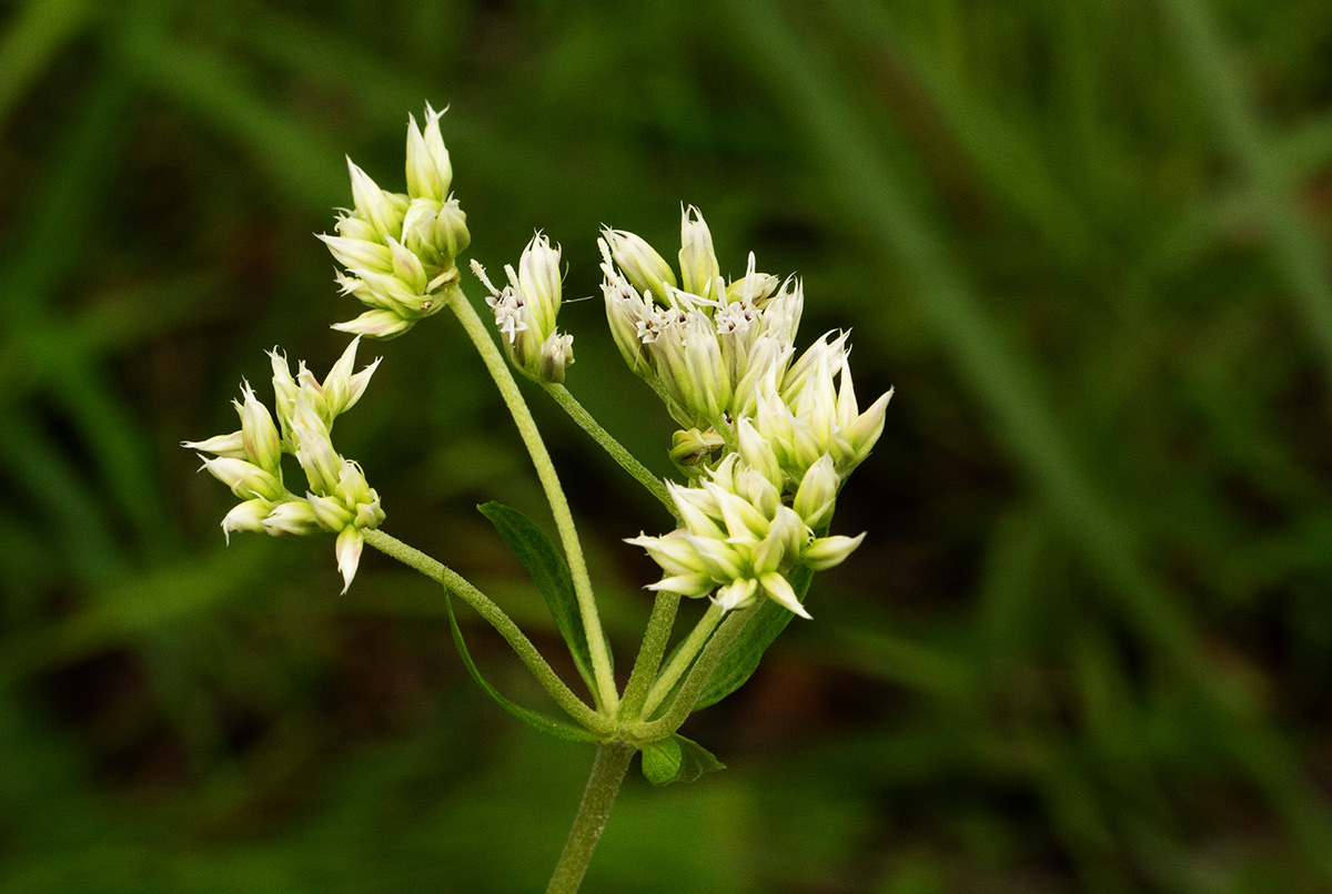 Criscianthus zambiensis