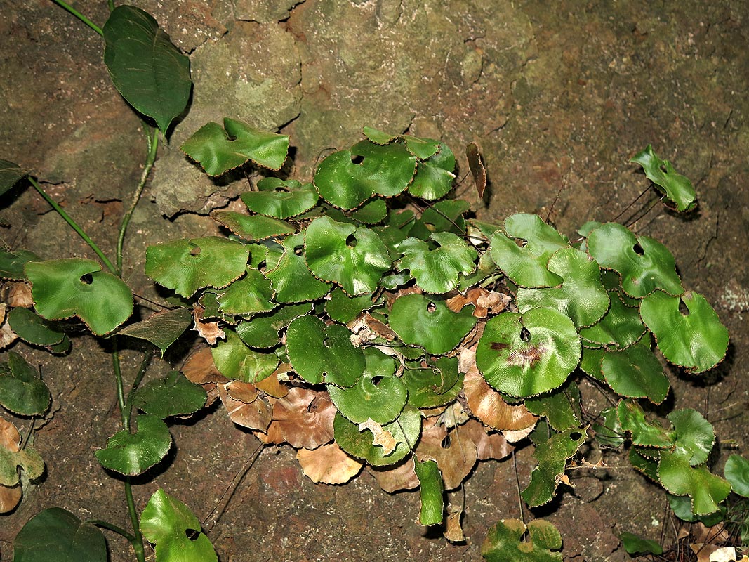 Adiantum reniforme
