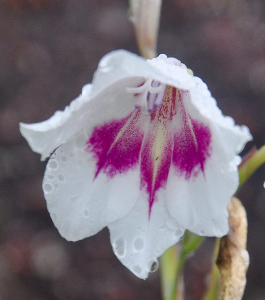 Gladiolus bellus