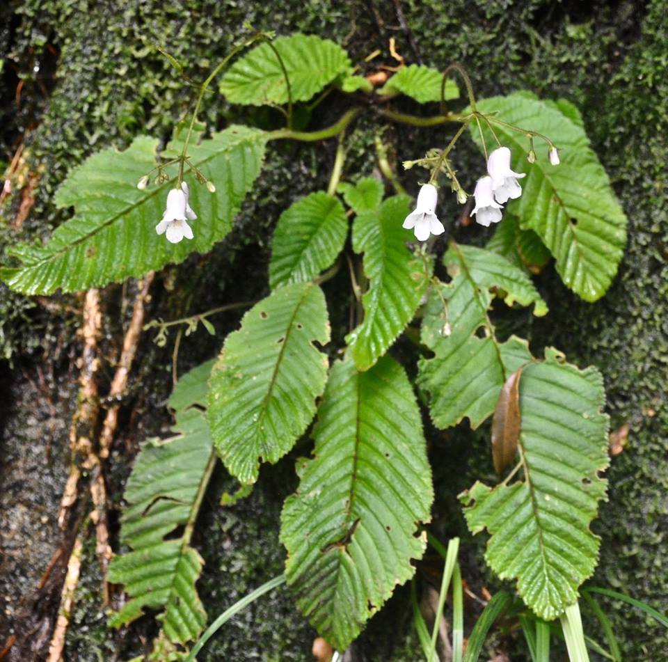 Streptocarpus milanjianus