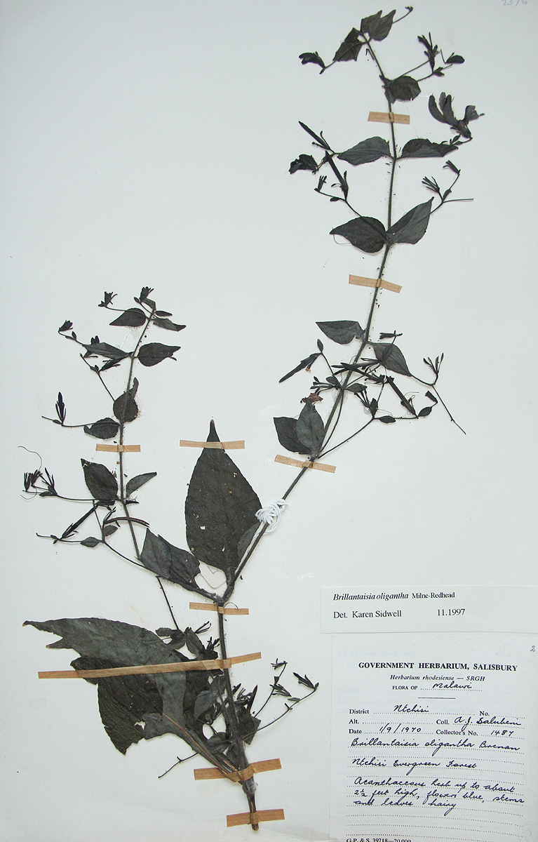 Brillantaisia oligantha